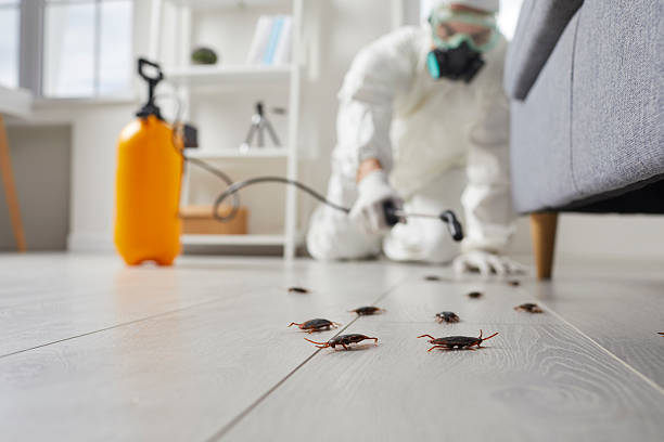 Commercial Kitchen Cockroach Control in Ida Grove